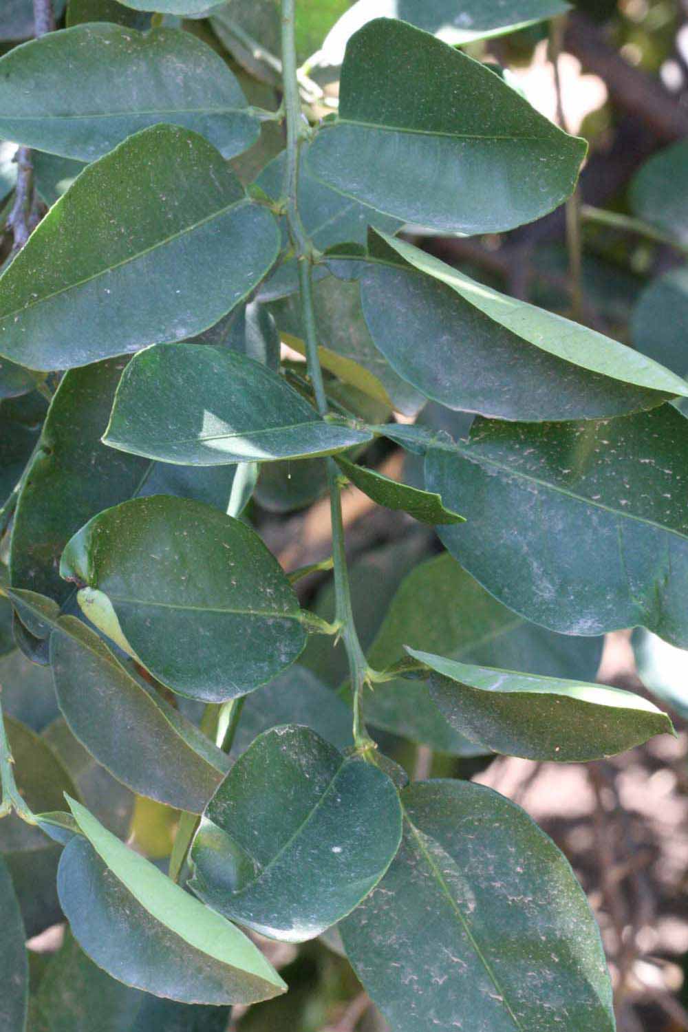              Shade leaves (Riverside, CA)       